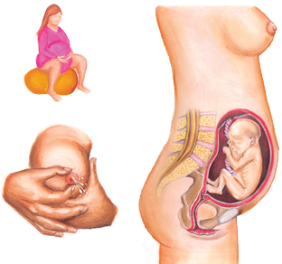 Pregnancy Illustrations - Illustration (392x355), Png Download
