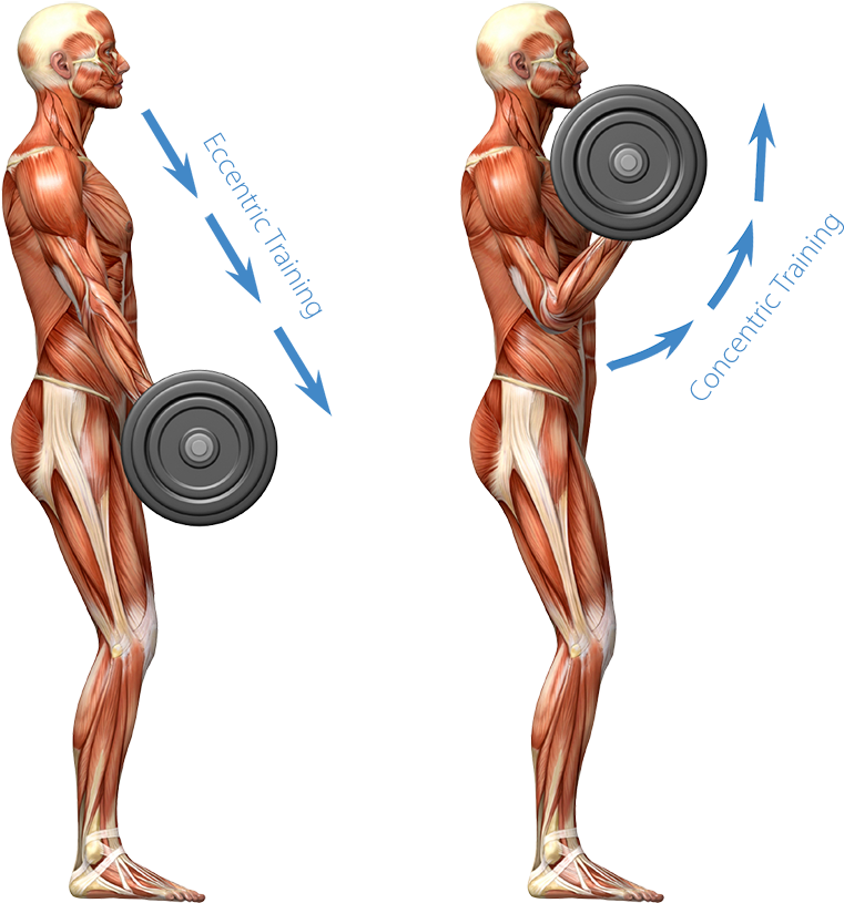 Graphic Representation Of The Human Muscular System - Barbell Squat (837x821), Png Download
