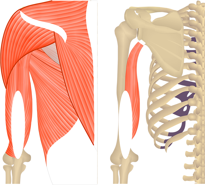 Featured Image Featured Image Showing Two Views Of - Tricep Brachii Lateral (1200x630), Png Download