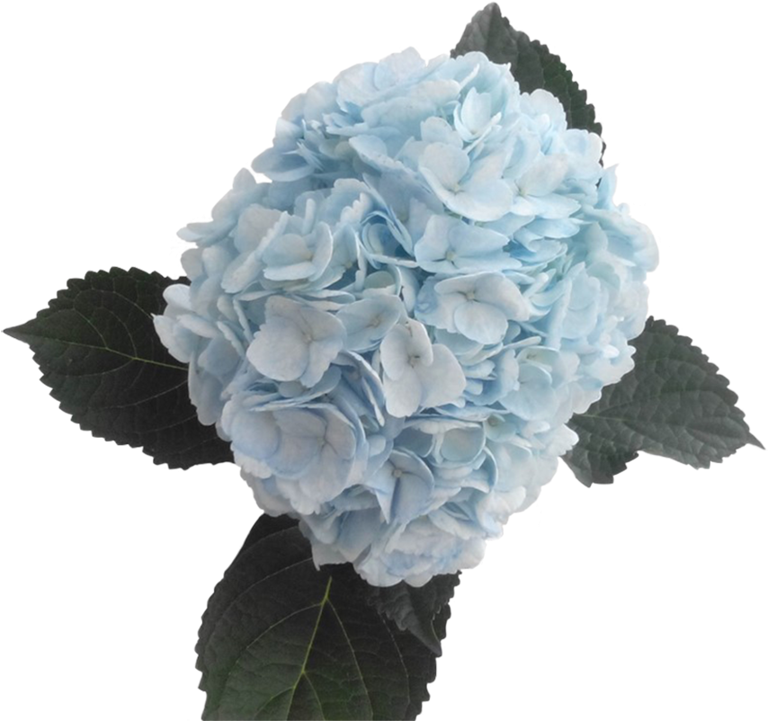 Hydrangeas Legacy Tinted - Transparent Light Blue Flowers (900x900), Png Download