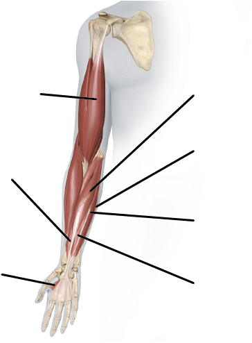 Lines Indicate Muscle Location, And Do Not Point Out - Longbow (578x525), Png Download
