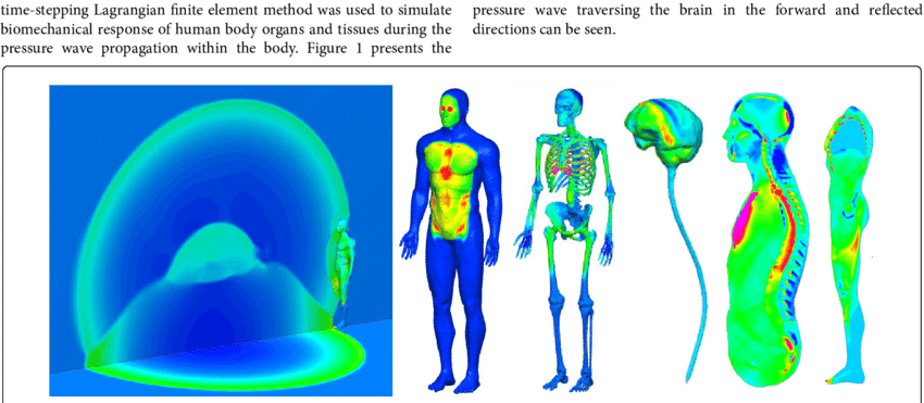 Simulations Of Human Body Under 5 Lb C4 Explosion And - Human (850x371), Png Download