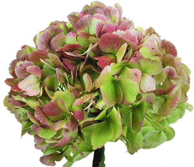 40 Antique Green Hydrangea - Schöne Garten-platte Melaminteller (640x549), Png Download