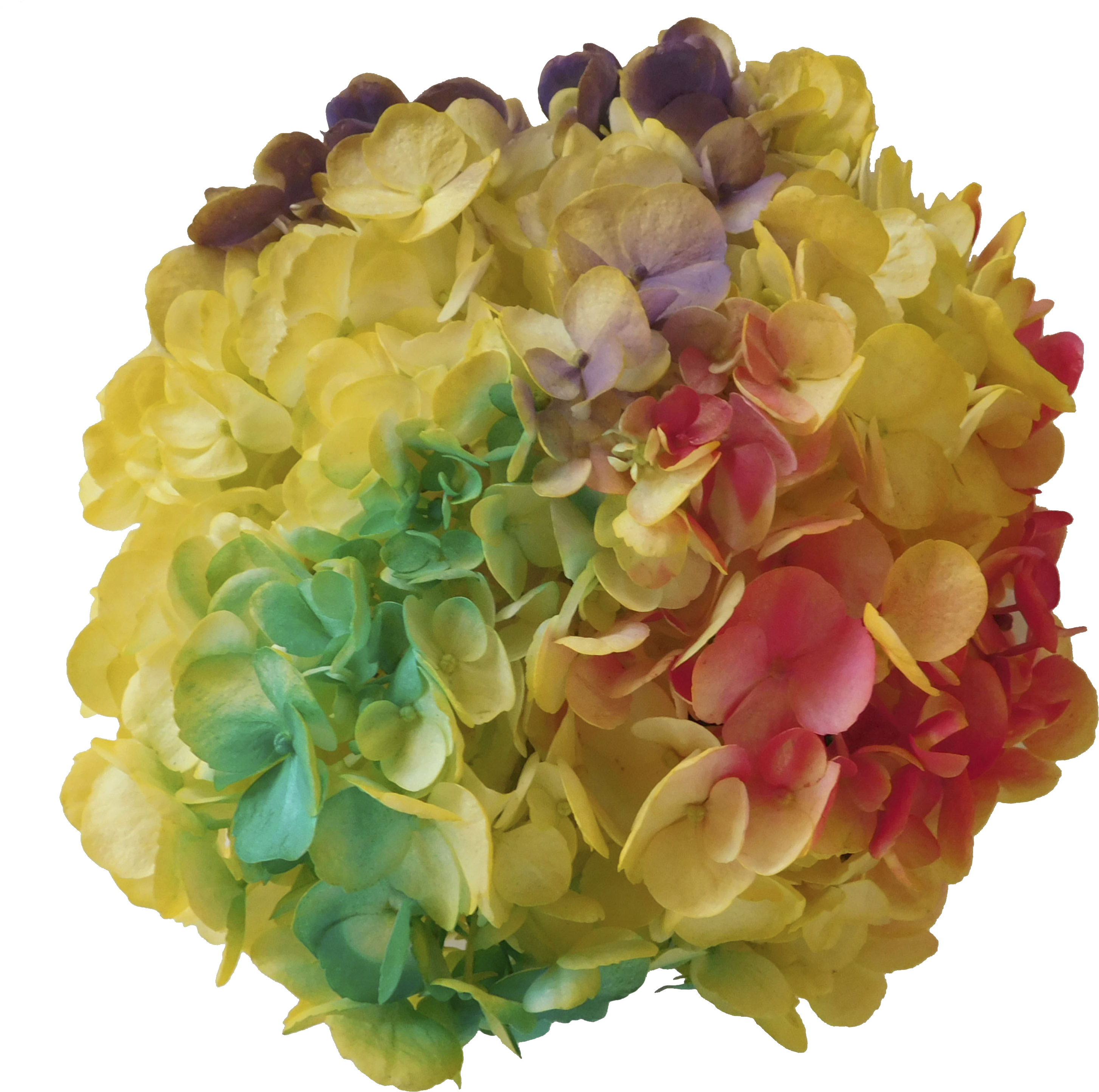 Hydrangeas, Hydrangea - Artificial Flower (3000x3000), Png Download
