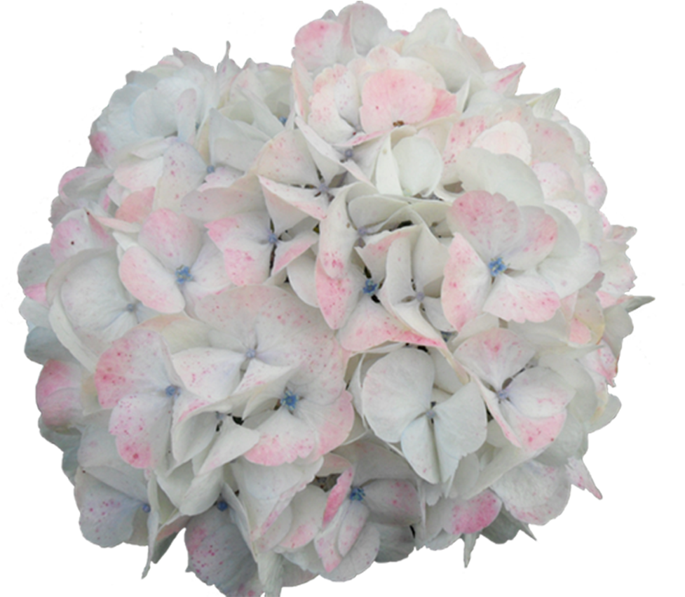 Jumbo Bi-color - Photograph (1024x873), Png Download