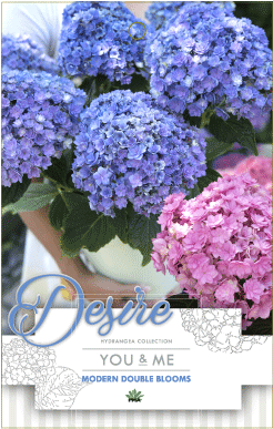 Find A Supplier - Hydrangea You And Me Desire (300x400), Png Download