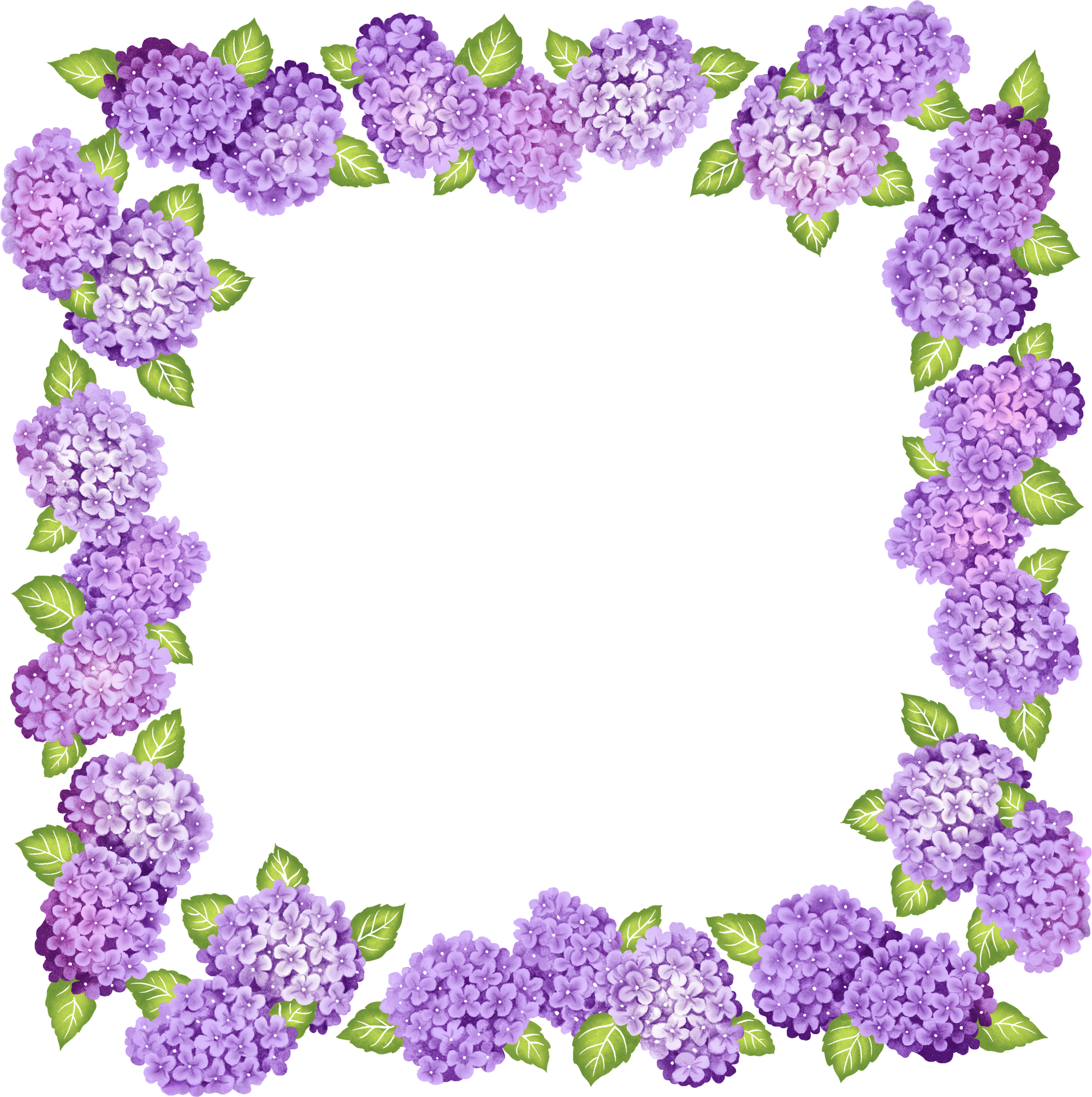 Drawing Hydrangeas Purple Hydrangea - Purple Floral Png Borders (2000x2009), Png Download