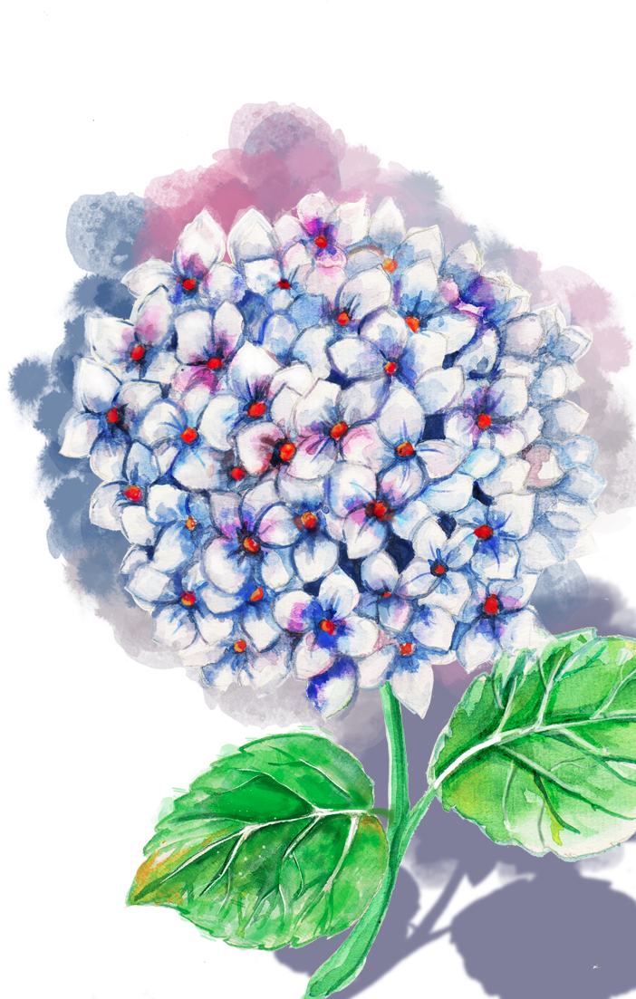 Blue Hydrangea - Body Jewelry (1039x1736), Png Download