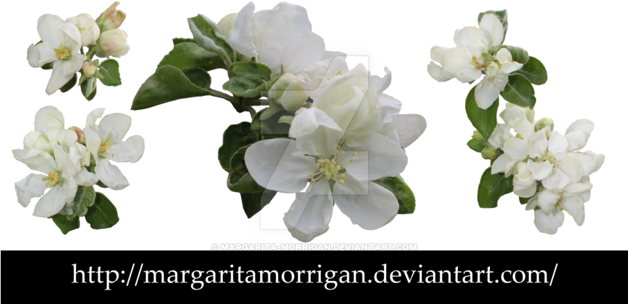Apple Blossoms By Margarita-morrigan On Deviantart - Apple Blossoms Png (900x463), Png Download