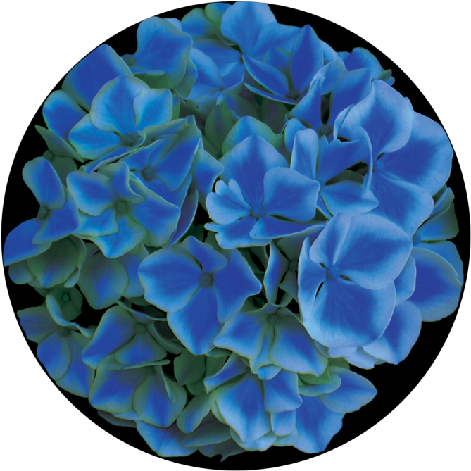 Blue Hydrangea - Apollo Blue Hydrangea Glass Gobo Cs-0144 (800x800), Png Download