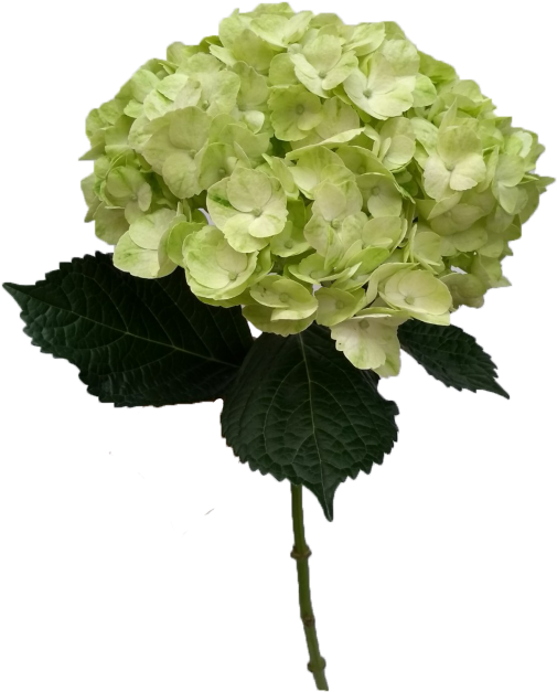 Mojito Hydrangea (700x700), Png Download