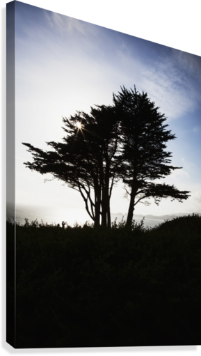 Download The Silhouette Of A Tree Against A Bright Blue Sky ...