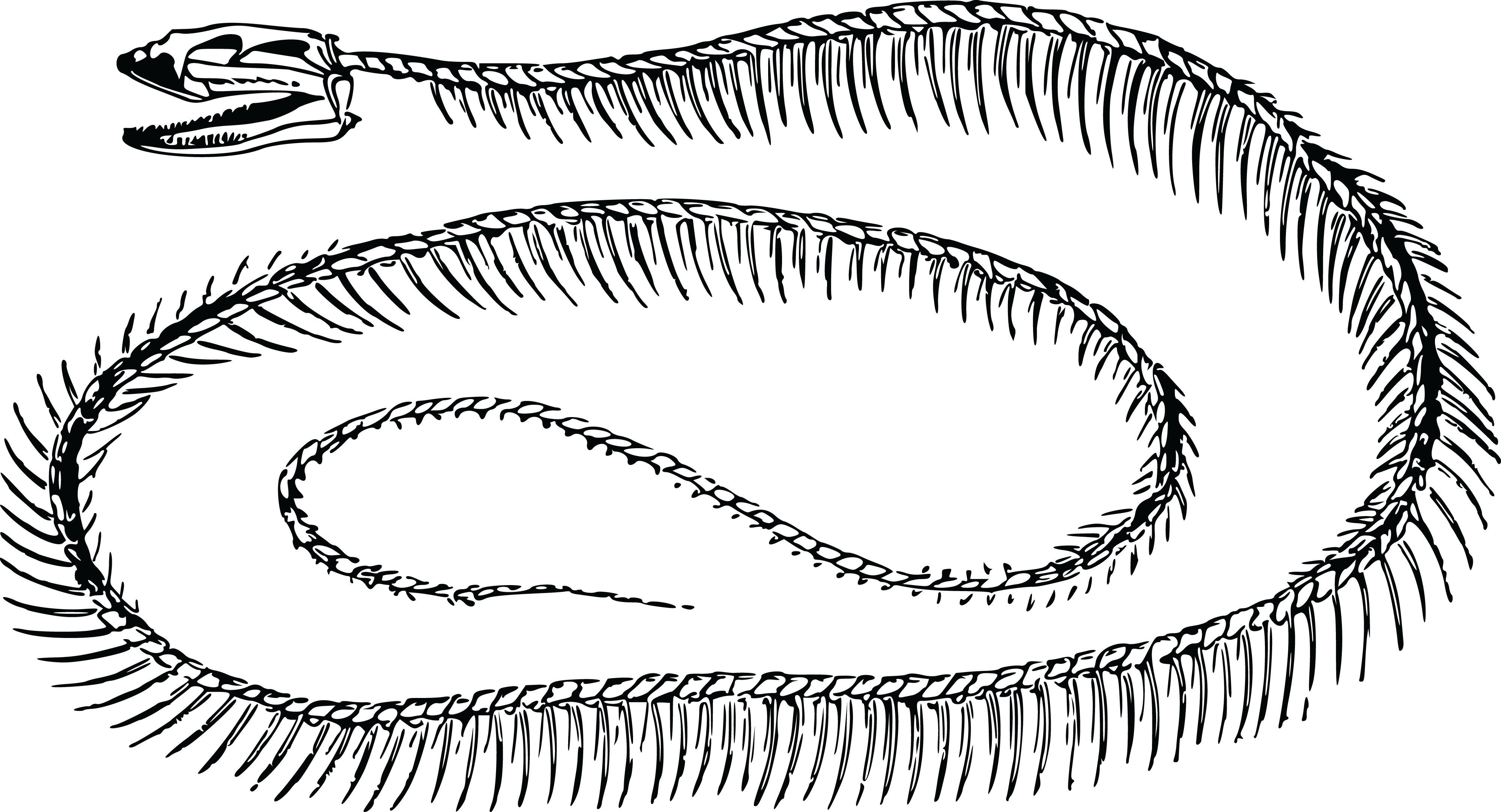 Free Clipart Of A Snake Skeleton - Skeleton Of A Snake Clipart (4000x2165), Png Download