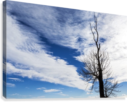 Silhouette Of Dead Tree Against A Dramatic Cloud Formation - Canada (429x344), Png Download