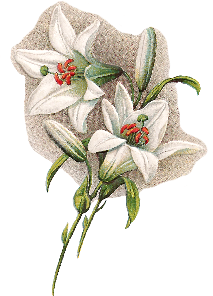 These Are Digital Graphics I Created From A Lovely - Easter Lilies With Transparent Background (847x1220), Png Download