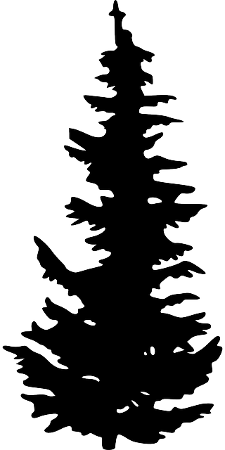 Silhouette Black Plant Tree Growing Pinetall Pine Tree - Pine Tree Silhouette (320x640), Png Download