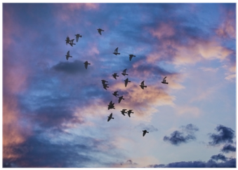 Silhouette Of Birds Flying Into The Sunset Clouds Poster - Sunset (400x400), Png Download