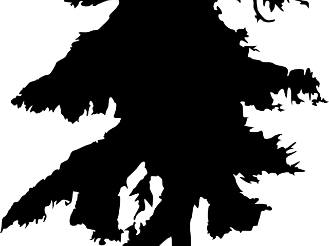 Drawing Pine Tree Black And White (640x480), Png Download