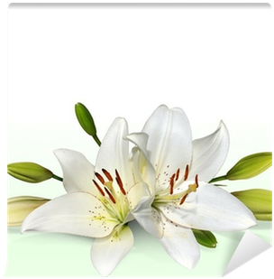 Easter Lily Flowers, Also Known As November Lilies - Lilies Png (400x400), Png Download