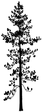 Pine (645x400), Png Download