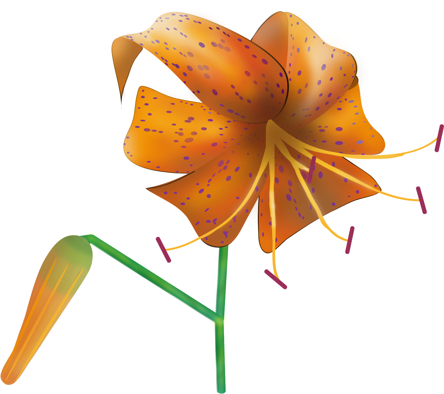 File Tiger Wikimedia Commons Png Lily Svg - Portable Network Graphics (2000x1413), Png Download