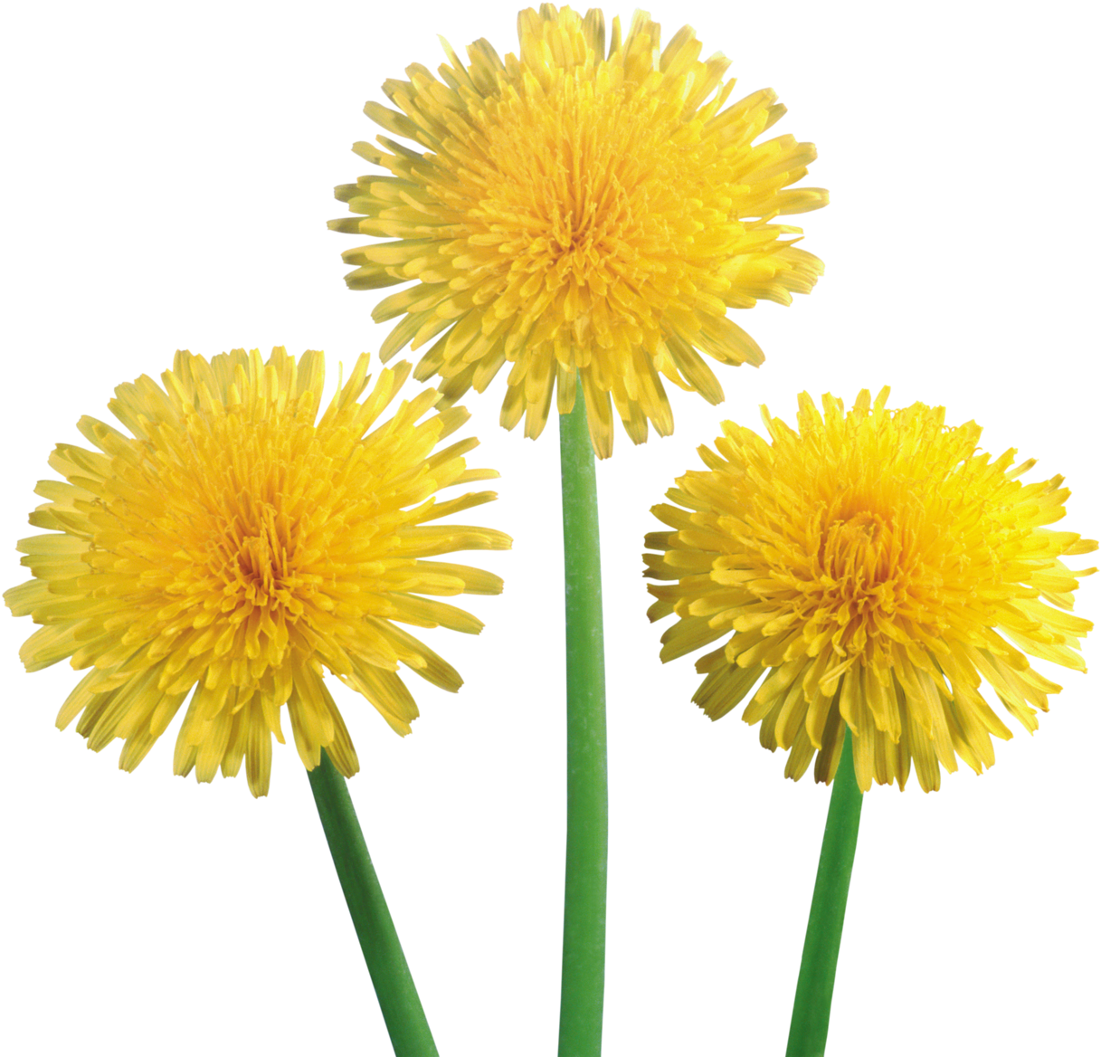 Free Png Dandelion Png Images Transparent - Dandelion Transparent (850x816), Png Download