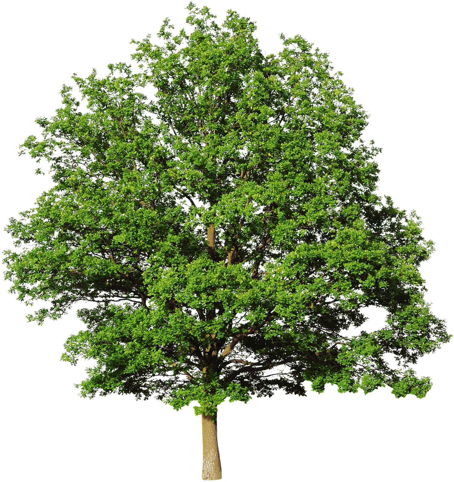 Postado Por Marhelen Às - Tree Psd Free Download (1508x1600), Png Download