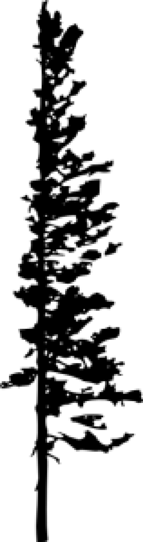 Free Png Pine Tree Silhouette Png Images Transparent - Portable Network Graphics (481x1823), Png Download