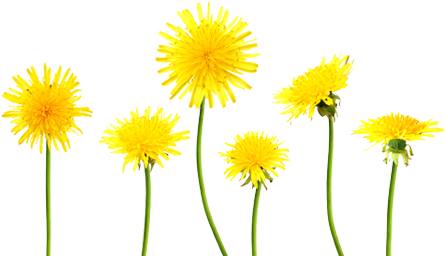 Dandelions Png - Put Down The Book And Do Something! (500x290), Png Download
