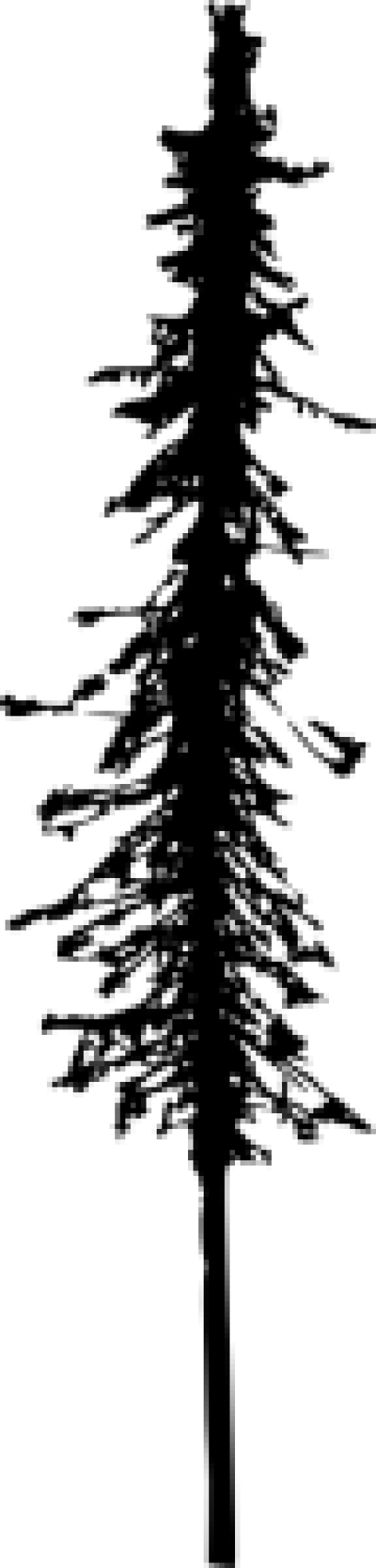 Free Png Pine Tree Silhouette Png Images Transparent - Portable Network Graphics (480x2000), Png Download