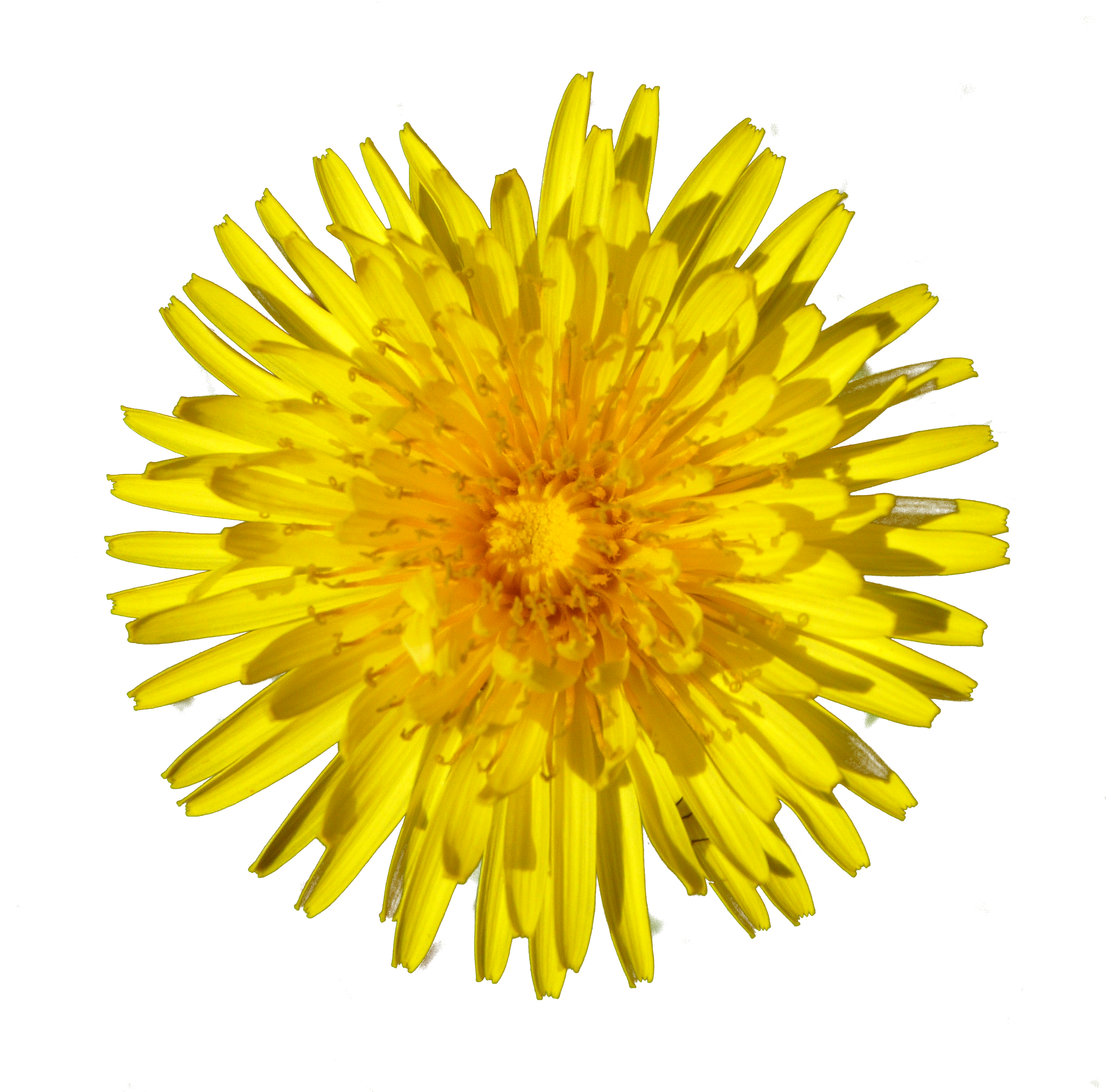 Dandelion Png - Yellow Dandelion Png (2524x2524), Png Download