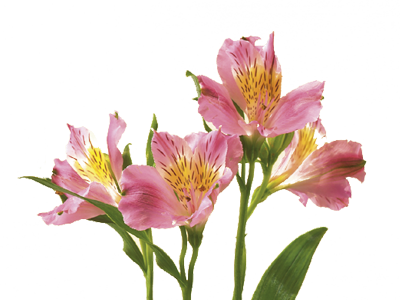 Discover The Language - Alstroemeria Flower (400x300), Png Download