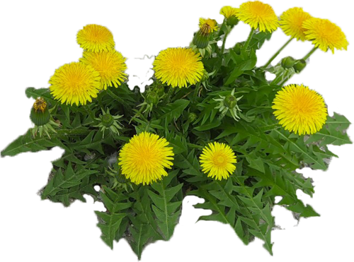 Dandelions Png - Portable Network Graphics (500x371), Png Download