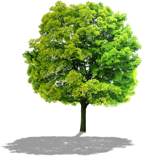 Comunidade Fase1 Arvore5 - River Birch (475x518), Png Download