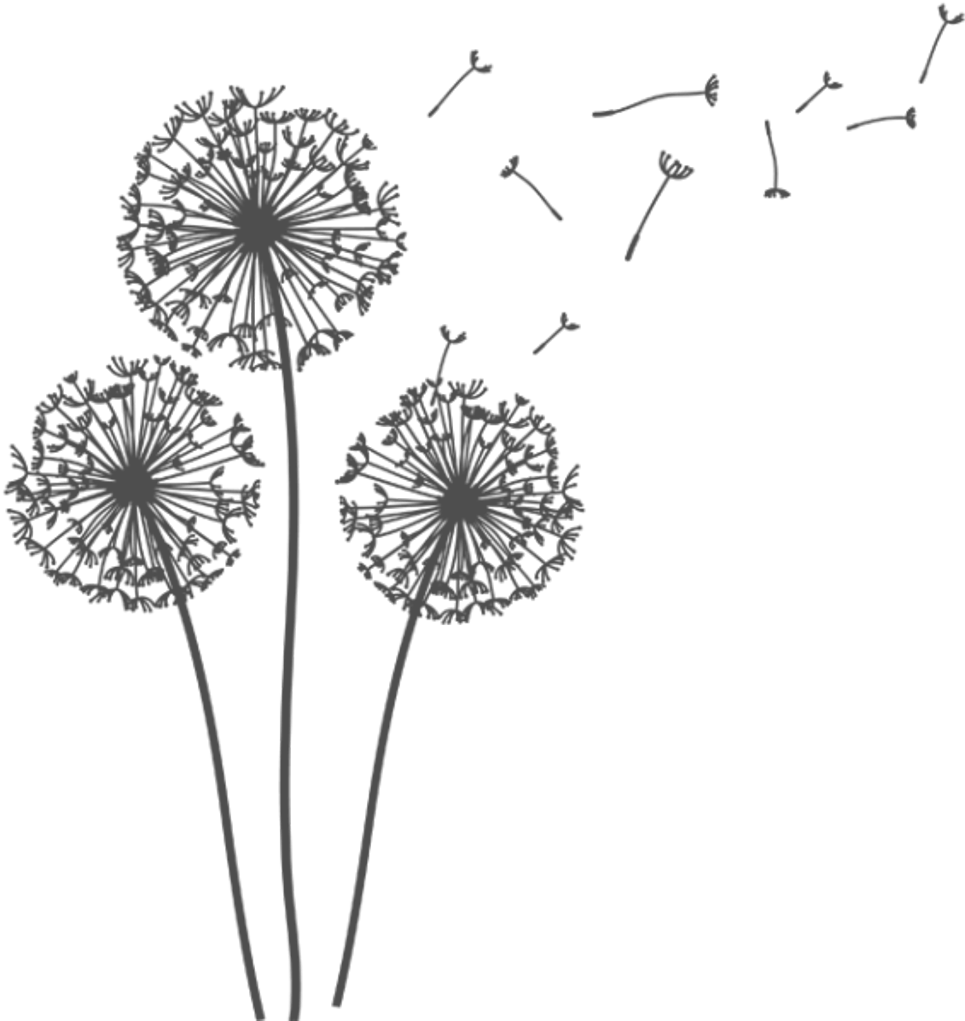 Freetoedit 3 Dandelions Dandelionseeds Png Transparentb - Transparent Background Dandelion Gif (1024x1024), Png Download