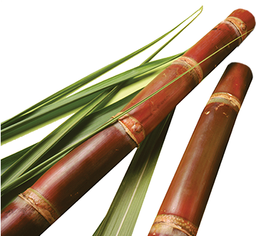 Sugar Cane - Sugarcane Png (360x349), Png Download