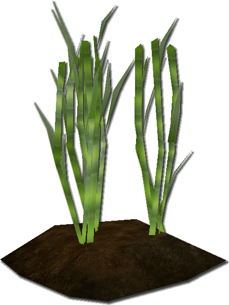 Sugar Cane - Sugar Canes Png (489x647), Png Download
