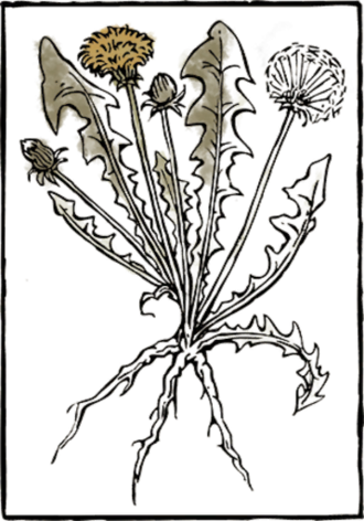 Book Herb14 - Book (330x472), Png Download