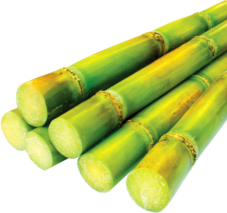 “aloha Sugar” Video Contest - Major Crops Of Pakistan (500x500), Png Download