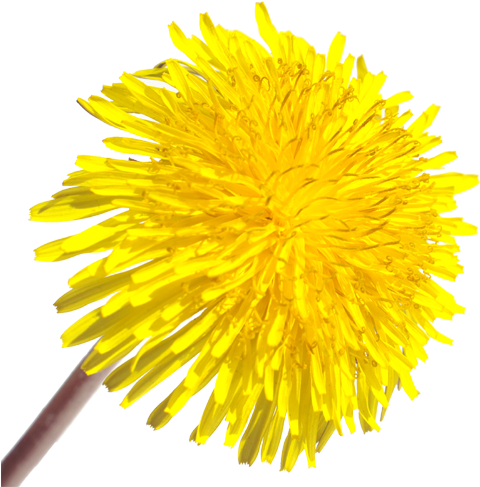 Yellow Dandelion Png (500x491), Png Download