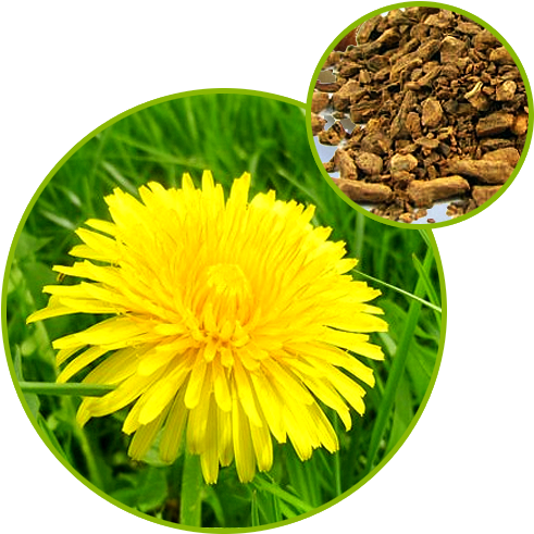 Dandelion Extract - Lactuca Indica (500x500), Png Download