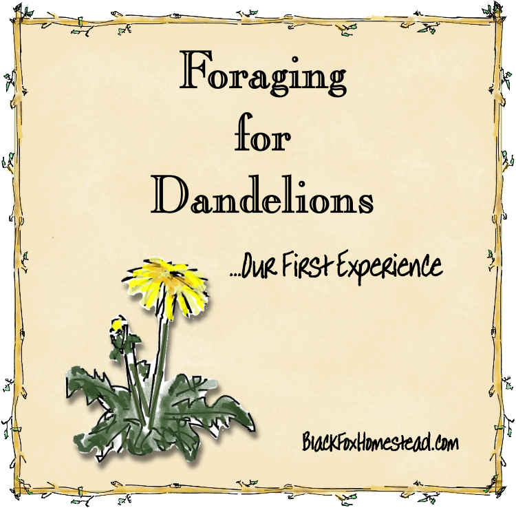 Dandelion (750x738), Png Download