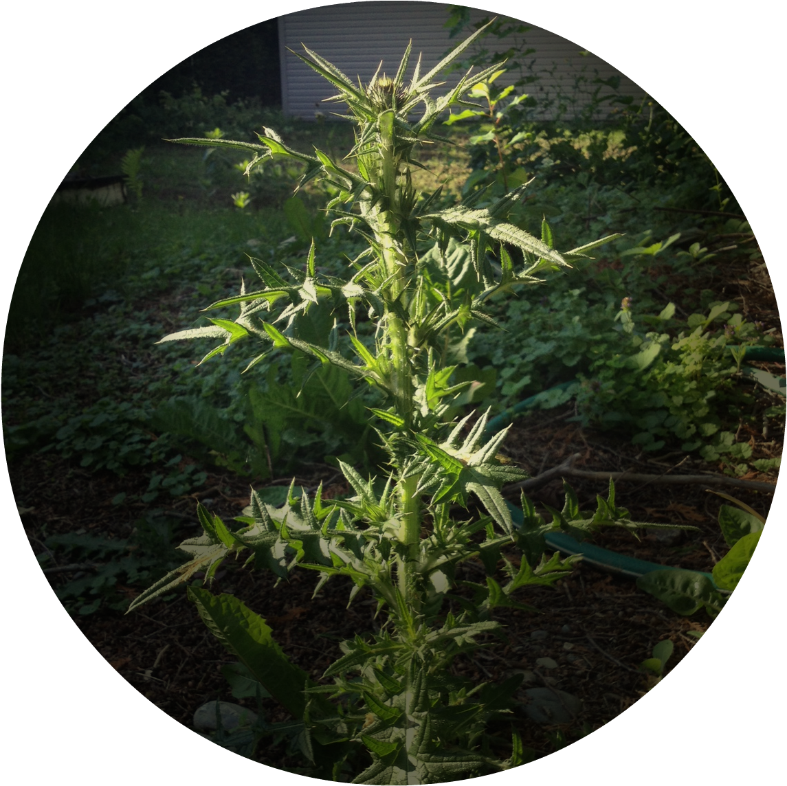 Not Just A Few Little Dandelions Popping Up Here And - Big Dandelion Weed (1224x1224), Png Download