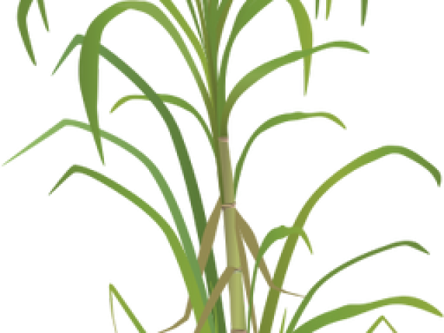 Drawn Bamboo Sugarcane - Sugar Cane Vector Png (640x480), Png Download