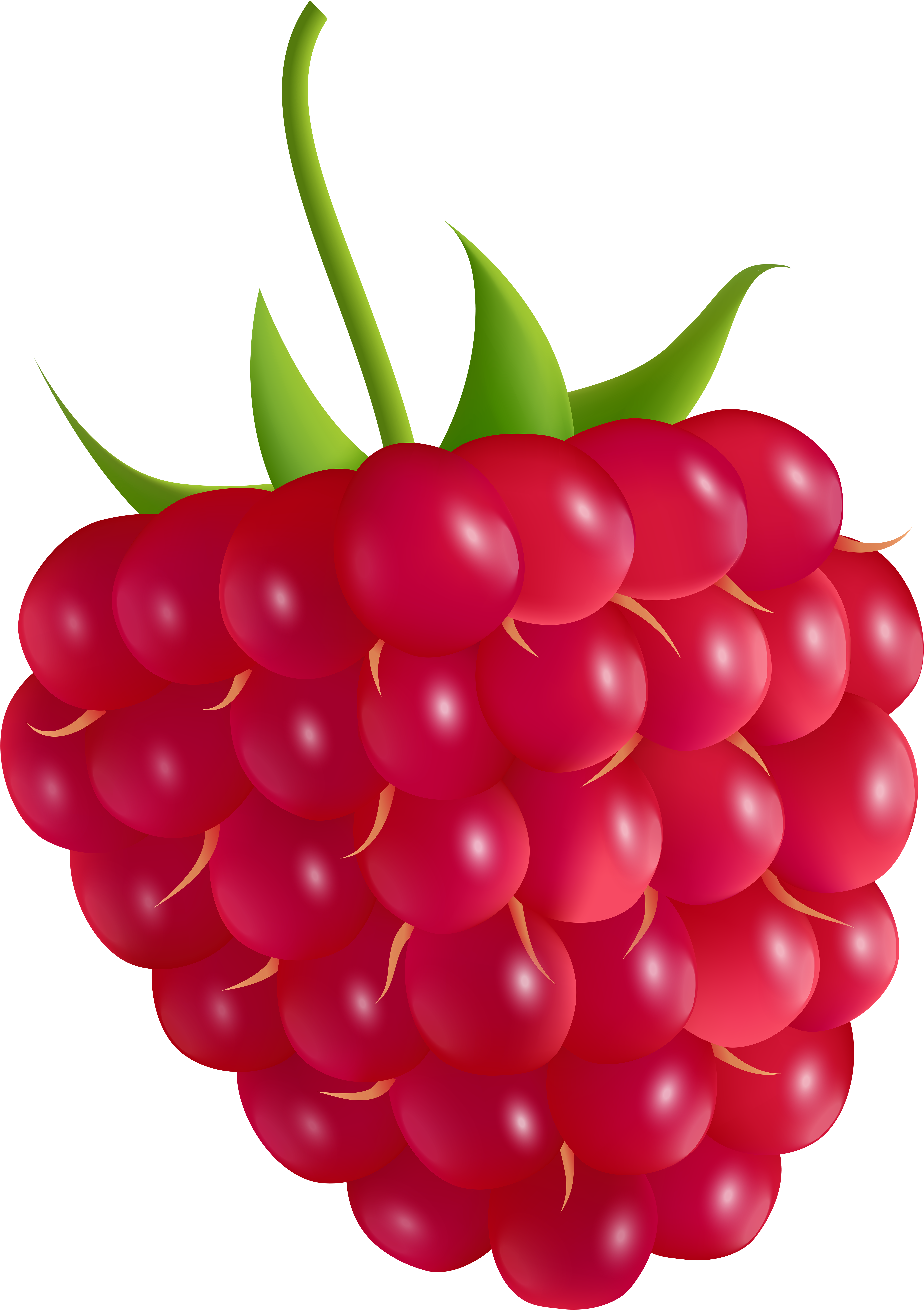 Raspberry Clipart At Getdrawings - Clip Art Raspberry (5726x8000), Png Download