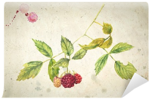 A Branch Of Raspberry - Малина Акварелью (400x400), Png Download