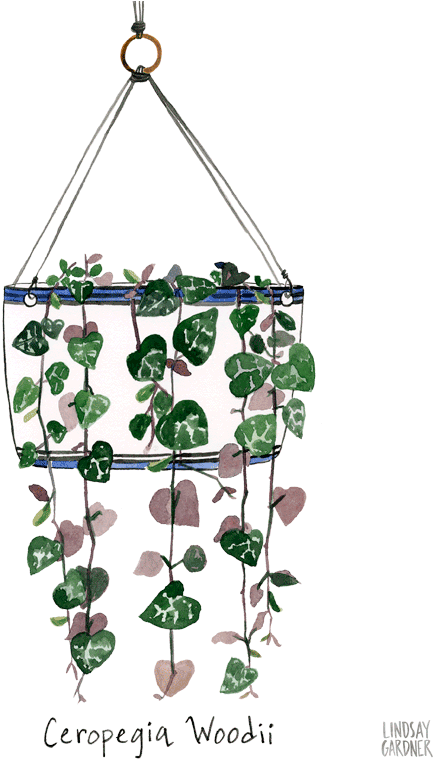 "ceropegia Woodii" Watercolor Painting For Flow Magazine - Watercolor Painting (576x768), Png Download