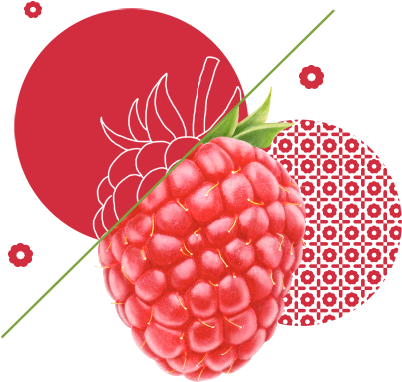 Raspberry Clipart Pink Fruit - Transparent Raspberry (519x422), Png Download