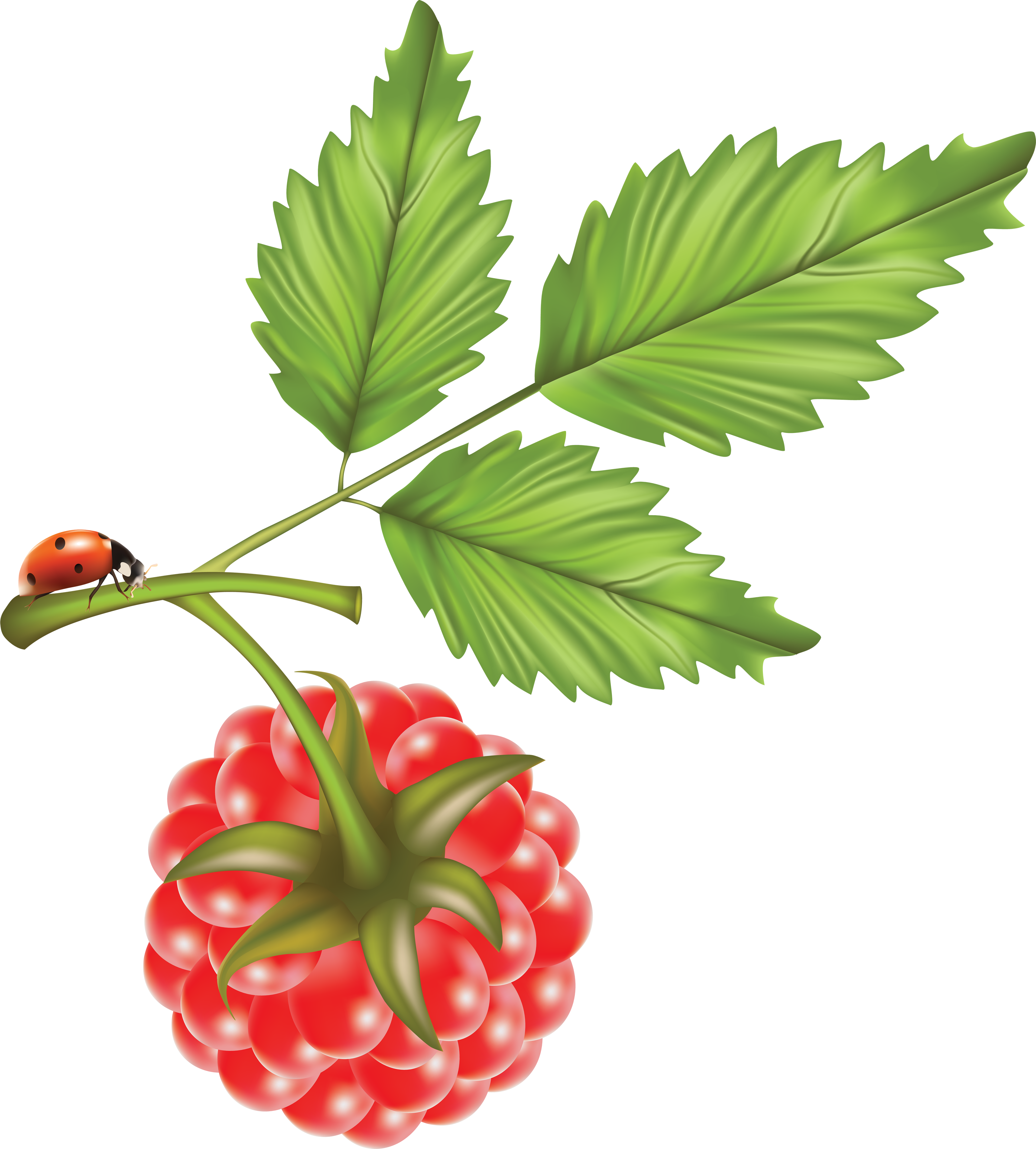 Raspberries, Resolutions, Raspberry - Vector (3183x3530), Png Download