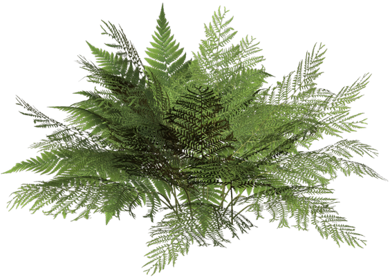 Зеленый Папоротник, Куст Папоротника, Зеленый Лист, - Plantas Silvestres Png (600x438), Png Download